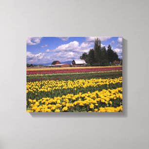 WA, Skagit Valley, Skagit Valley Tulip 2 Canvas Print