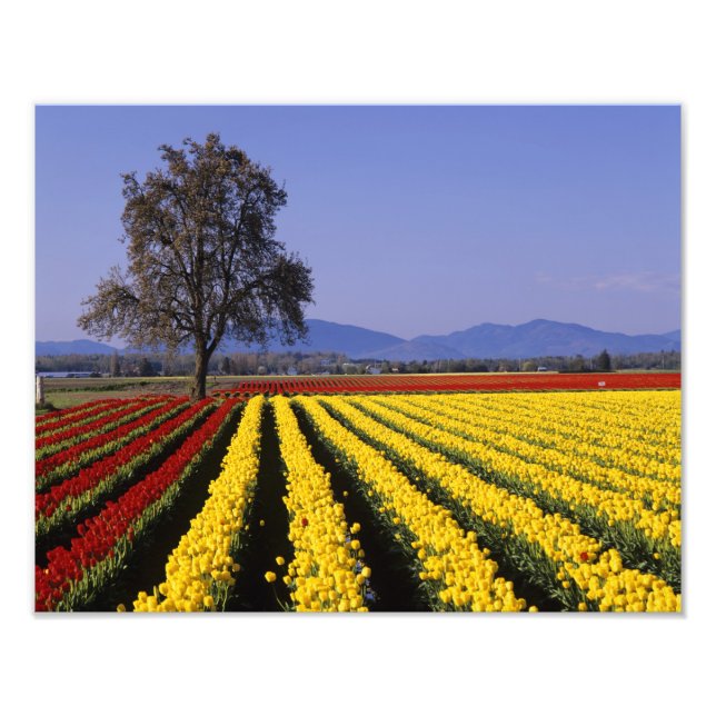 WA, Skagit Valley, Skagit Valley Tulip 2 Photo Print (Front)