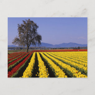 WA, Skagit Valley, Skagit Valley Tulip 2 Postcard