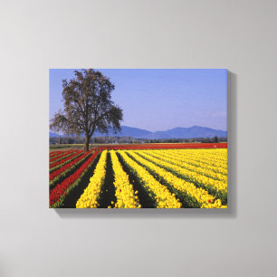 WA, Skagit Valley, Skagit Valley Tulip Canvas Print