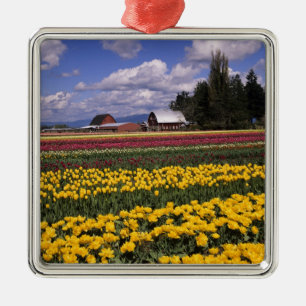 WA, Skagit Valley, Skagit Valley Tulip Metal Ornament