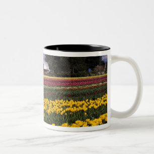WA, Skagit Valley, Skagit Valley Tulip Two-Tone Coffee Mug