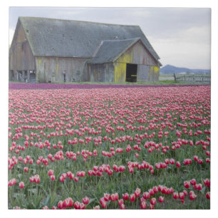 WA, Skagit Valley, Tulip Field and Barn Tile