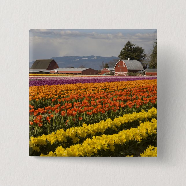 WA, Skagit Valley, Tulip fields in bloom, at 2 Inch Square Button (Front)