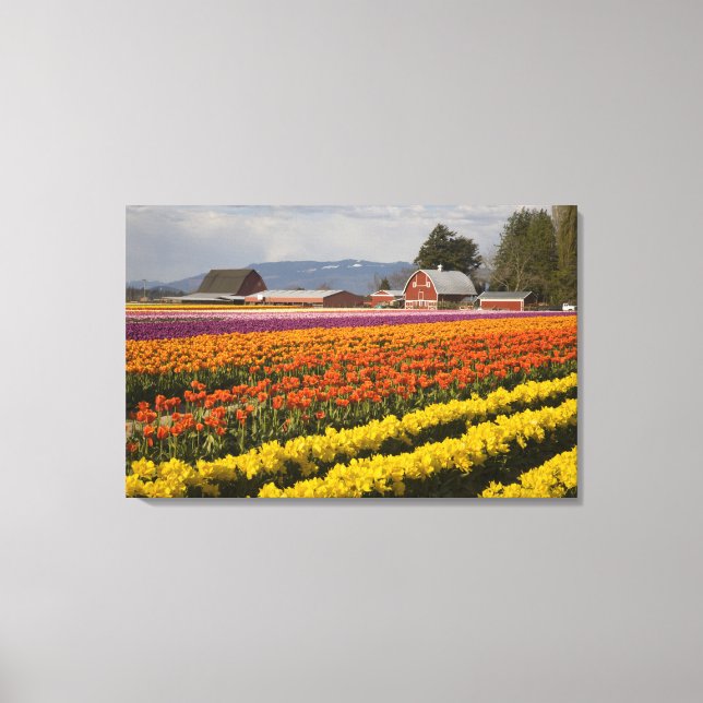 WA, Skagit Valley, Tulip fields in bloom, at Canvas Print (Front)