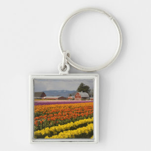 WA, Skagit Valley, Tulip fields in bloom, at Keychain