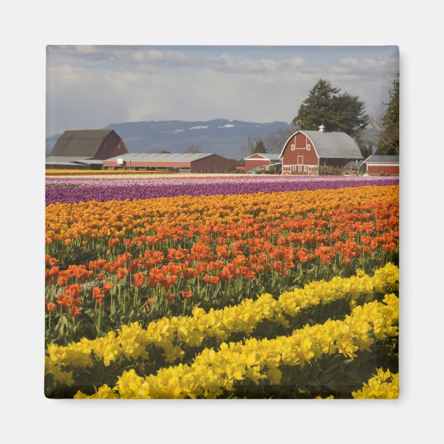 WA, Skagit Valley, Tulip fields in bloom, at Magnet (Front)