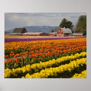 WA, Skagit Valley, Tulip fields in bloom, at Poster