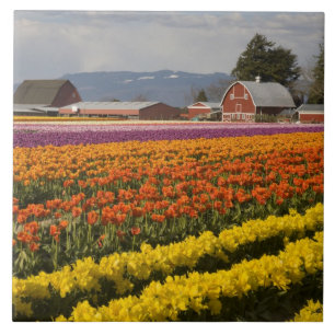WA, Skagit Valley, Tulip fields in bloom, at Tile