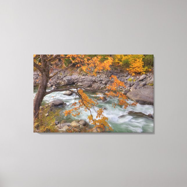 WA, Wenatchee National Forest, Maple tree and Canvas Print (Front)