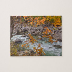 WA, Wenatchee National Forest, Maple tree and Jigsaw Puzzle