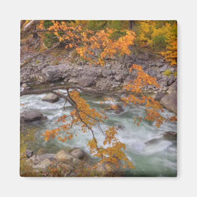 WA, Wenatchee National Forest, Maple tree and Magnet (Front)