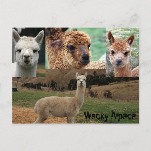 Wacky Alpaca Postcard (Front)