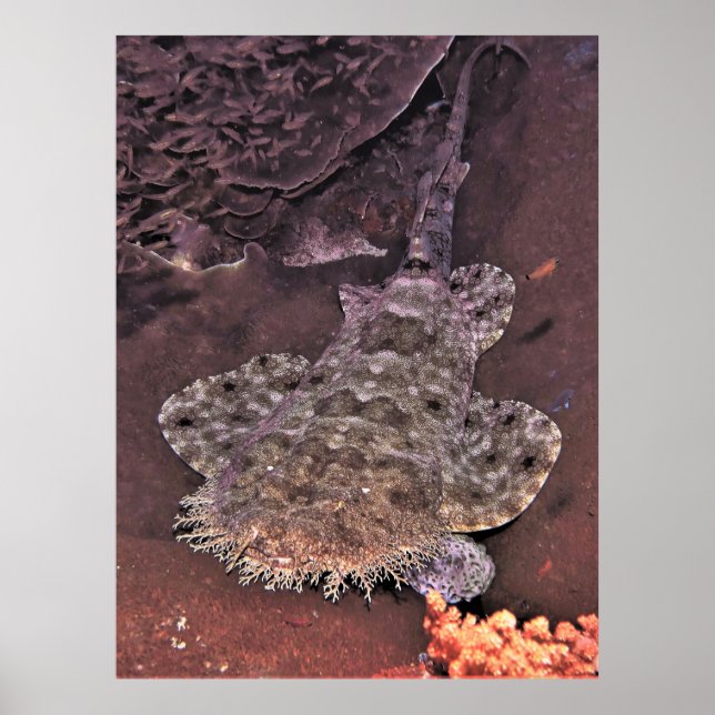 Wacky Weird Wobbegong Poster (Front)