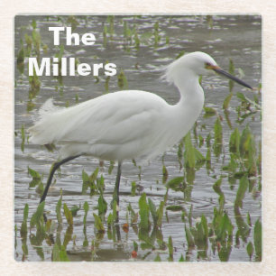 Wading Bird Photo Family Name White Egret Glass Coaster