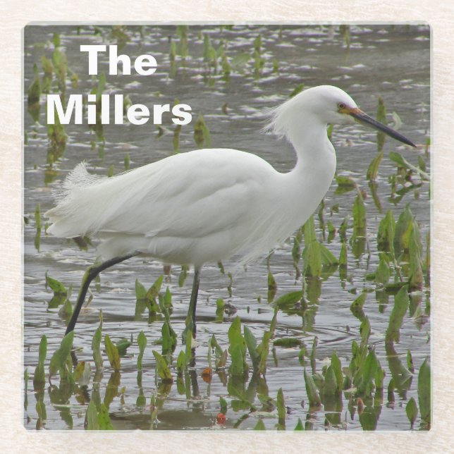 Wading Bird Photo Family Name White Egret Glass Coaster (Front)