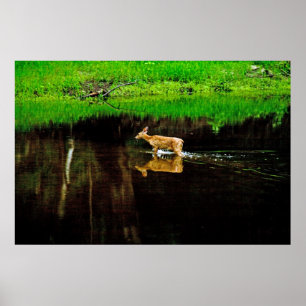 wading deer poster