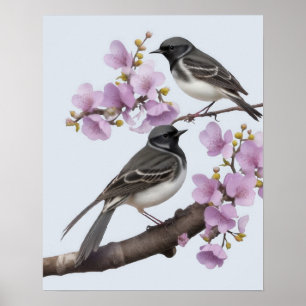 Wagtail Bird  Poster