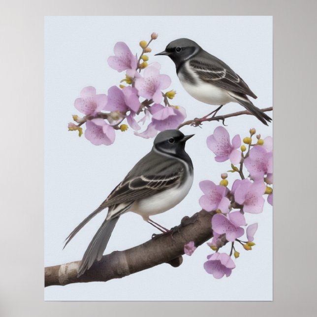 Wagtail Bird  Poster (Front)