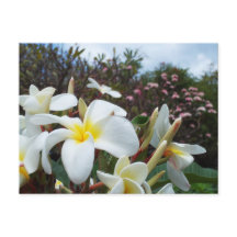 Waikoloa Plumerias Postcard 1