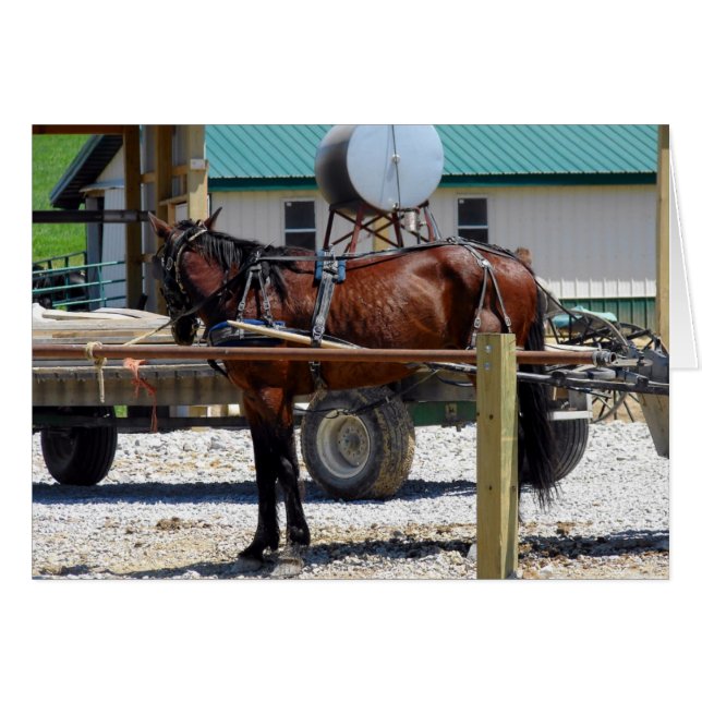Waiting Amish Horse (Front Horizontal)