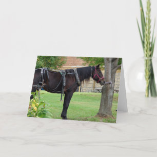 Waiting Amish Horse Card