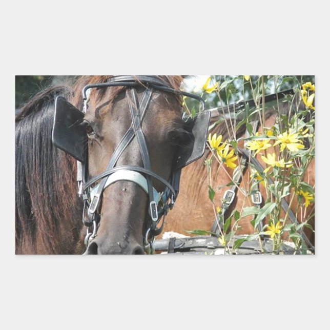 Waiting amish horse sticker (Front)
