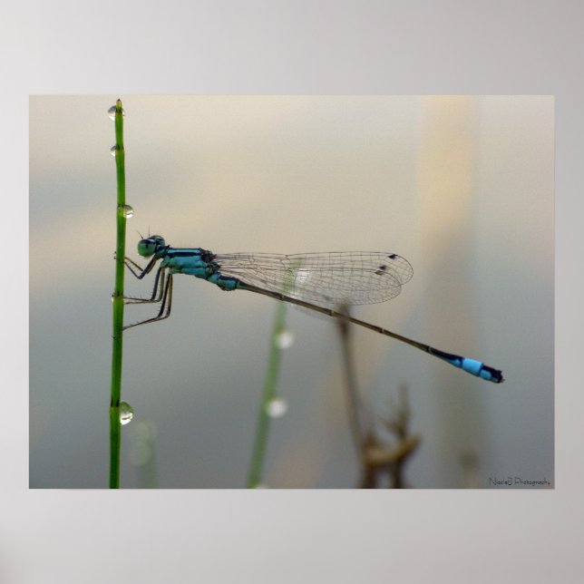 Waiting, Blue Damselfly close up Poster (Front)