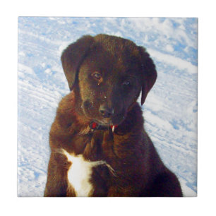 Waiting for mom love black white labrador puppy tile