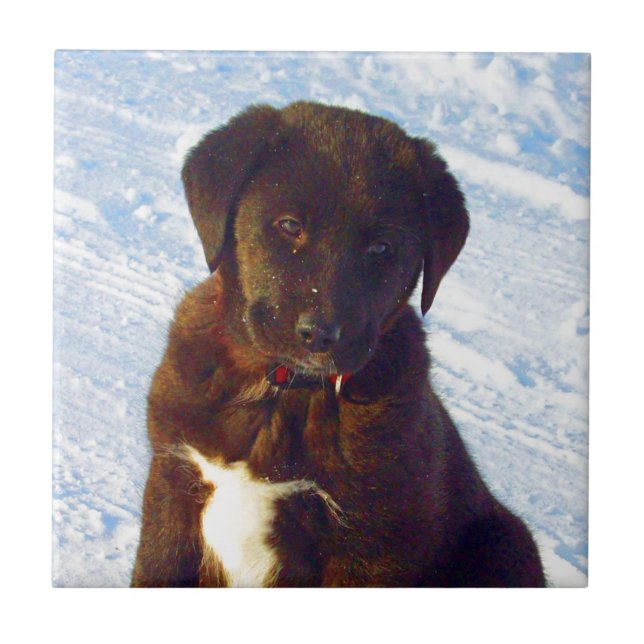 Waiting for mom love black white labrador puppy tile (Front)
