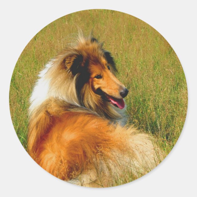 waiting for you rough collie classic round sticker (Front)