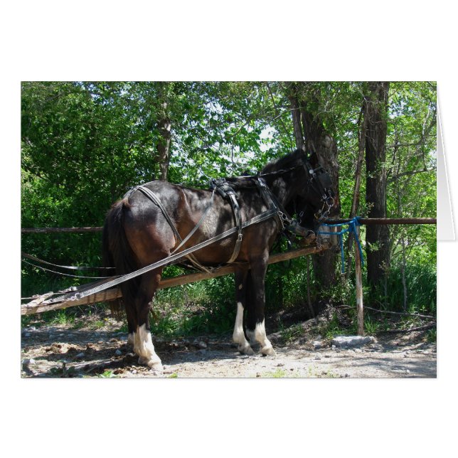 Waiting Horse (Front Horizontal)