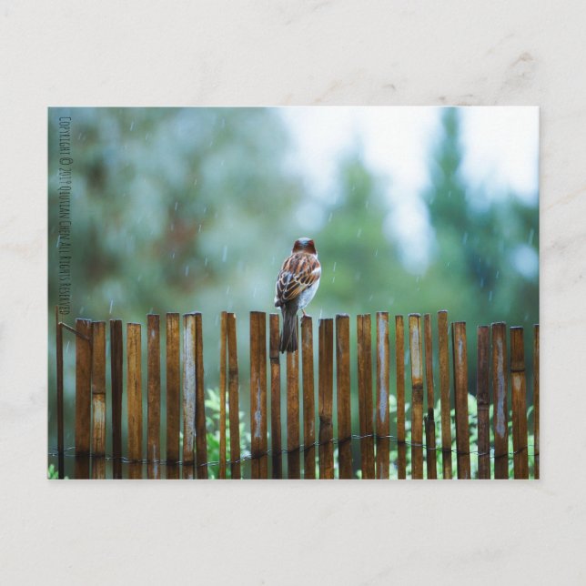 Waiting_light Postcard (Front)