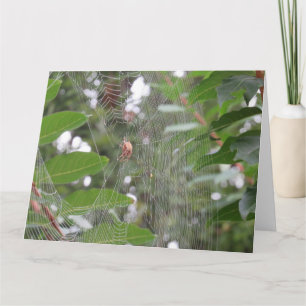 Waiting Spider Card