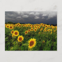 Waiting, Sunflower field, storm clouds
