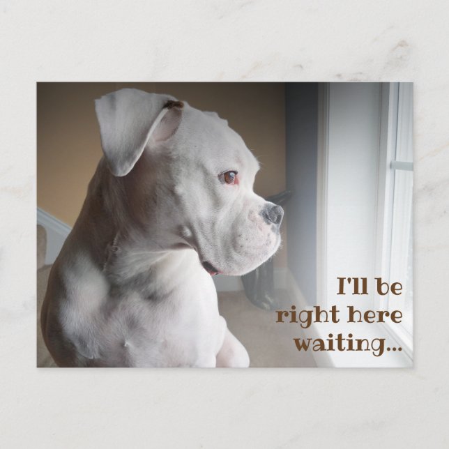 Waiting White Boxer Postcard (Front)
