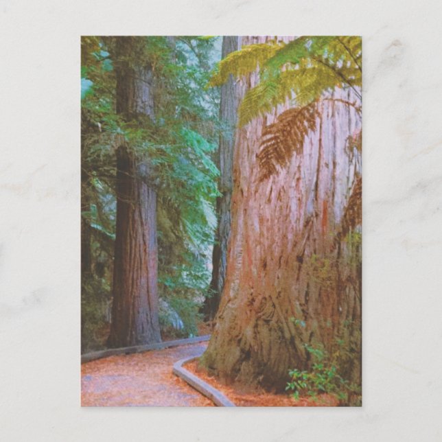 Wakawakareva Forest  Postcard (Front)