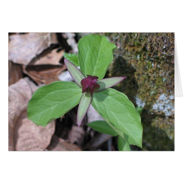 Wake Robin - Customized2 (Front Horizontal)