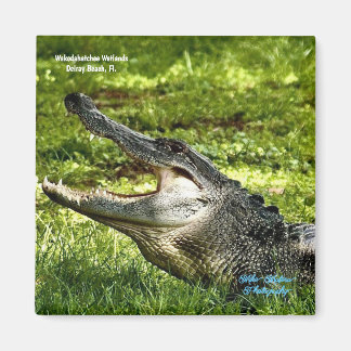 Wakoahatchee Wetlands Alligator Fridge Magnet