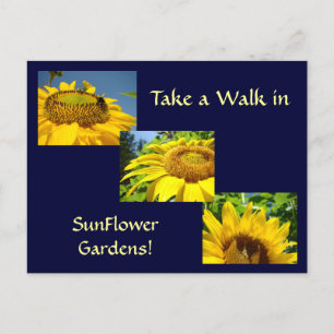Walk in Sunflower Gardens Post Cards Sun Flowers