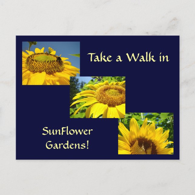Walk in Sunflower Gardens Post Cards Sun Flowers (Front)