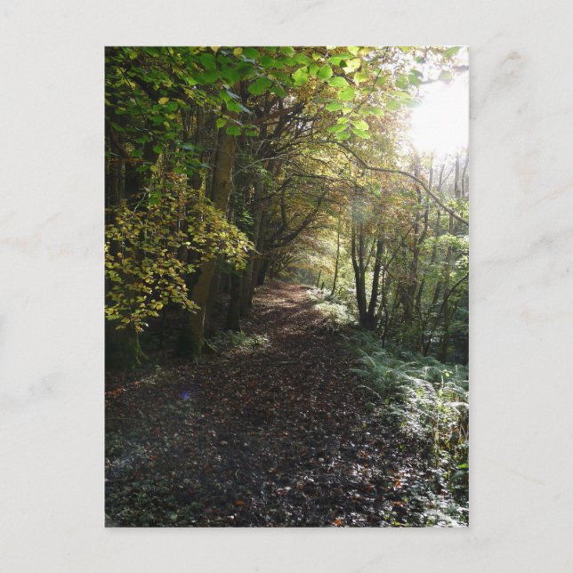 "Walk on a Woodland Path" Northumberland Postcard (Front)