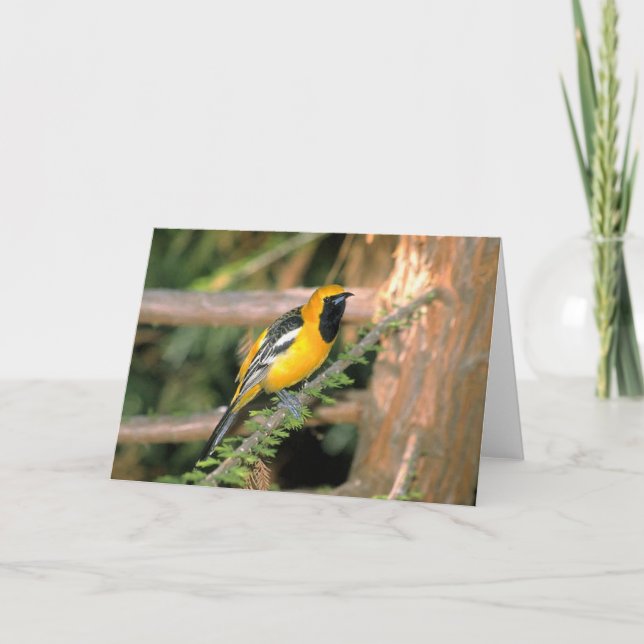 Walk on the Wild Side - Oriole Card (Front)