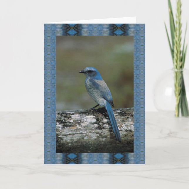 Walk on the Wild Side - Scrub Jay Card (Front)
