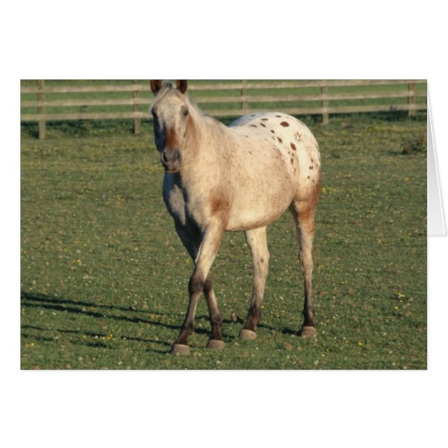 Walking Appaloosa (Front Horizontal)