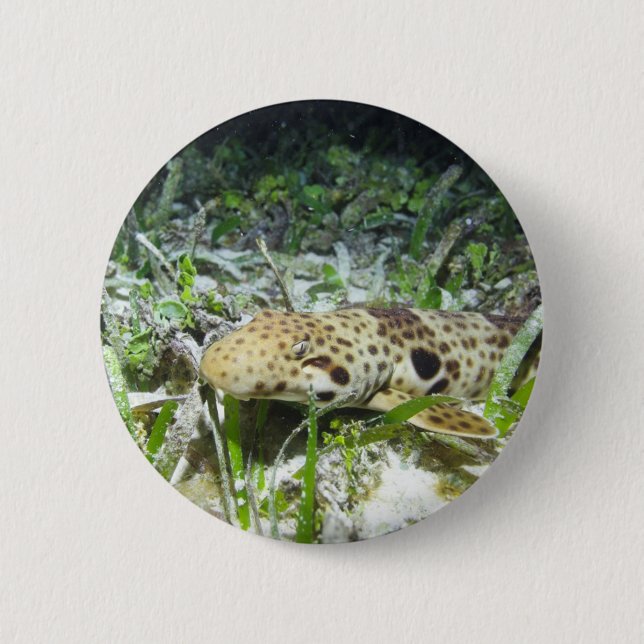 Walking epaulette shark in the Raja Ampat islands 2 Inch Round Button (Front)