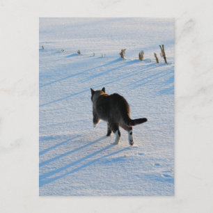 Walking In The Cornfield Postcard