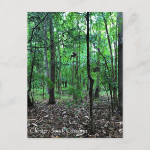 Walking in the Forest, Chester, South Carolina Can Postcard