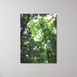 Walking in the Forest, Chester, South Carolina Canvas Print