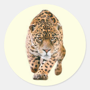 Walking Jaguar Eyes Classic Round Sticker